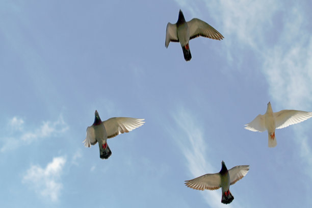 飞翔中的鸽群图片下载