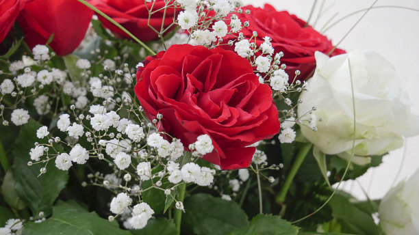 花园里盛开着美丽的玫瑰。玫瑰花背景。玫瑰花的纹理。白玫瑰和红玫瑰，花束。图片下载