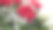 花园里盛开着美丽的玫瑰。玫瑰花背景。玫瑰花的纹理。白玫瑰和红玫瑰，花束。图片下载