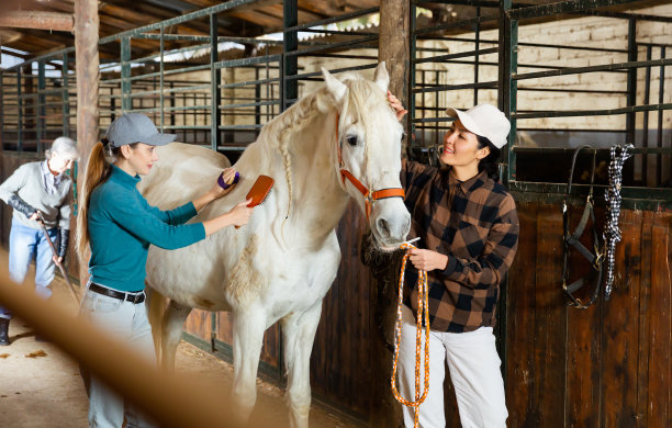 两个女人在马厩里梳理和清洗白马的外衣图片下载
