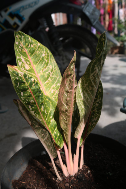 多纳卡门植物。图片下载