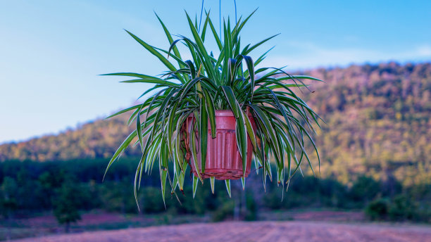 悬挂盆栽，装饰常青藤挂在乡村、山上、天空的房子旁边。图片下载