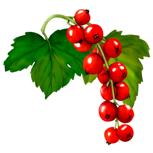 水彩画的红色成熟的醋栗浆果孤立在白色背景。手绘植物插图。剪贴艺术浆果树枝。图片下载