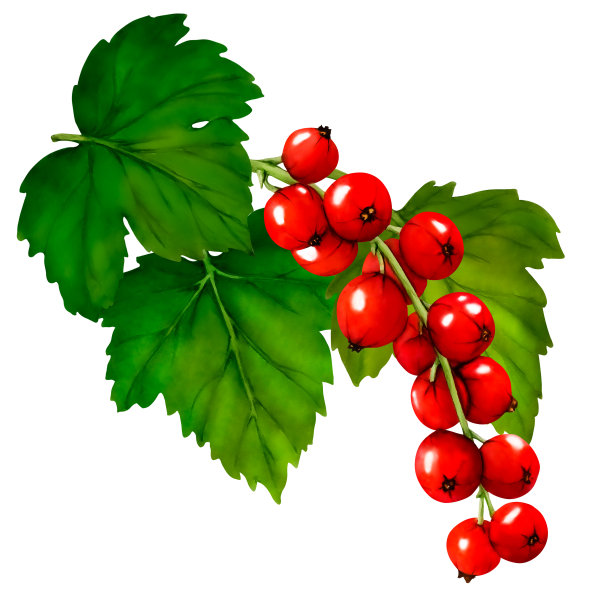 水彩画的红色成熟的醋栗浆果孤立在白色背景。手绘植物插图。剪贴艺术浆果树枝。图片下载