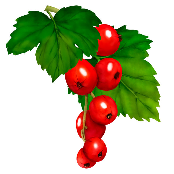 水彩画的红色成熟的醋栗浆果孤立在白色背景。手绘植物插图。剪贴艺术浆果树枝。图片下载