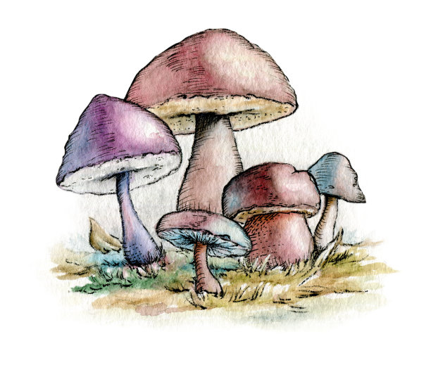蘑菇群图片下载