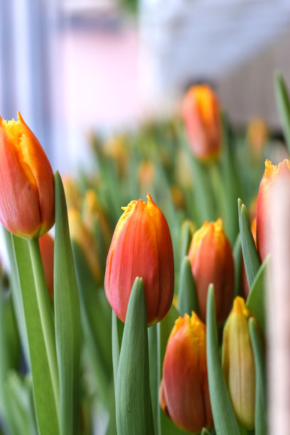 温室里盛开的橙色郁金香，自然背景，小本生意，春天概念，园艺，妇女节和母亲节图片下载