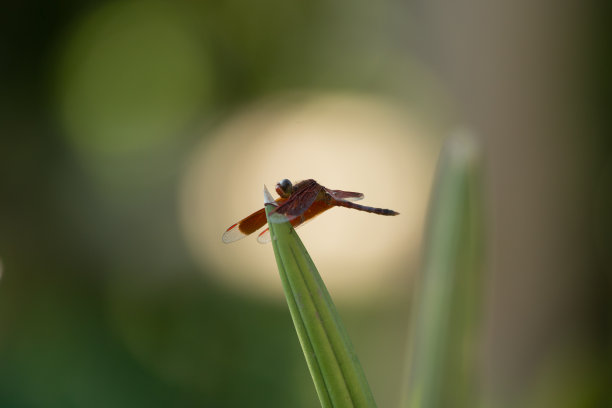 蜻蜓落在树枝上，带着美丽的晚光图片下载