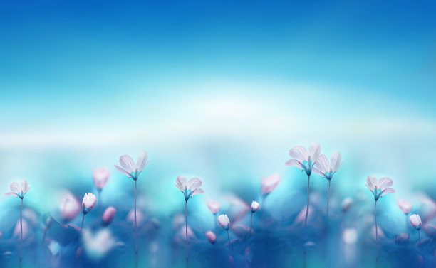 蓝色调背景下精致白色草甸花朵的精美原创图片图片下载