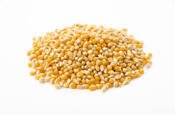 白色背景的爆米花种子图片下载