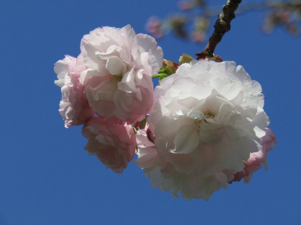 日本。4月。小樱。特写镜头。图片下载