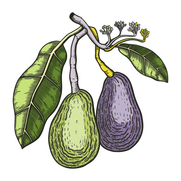 牛油果平枝图图片下载