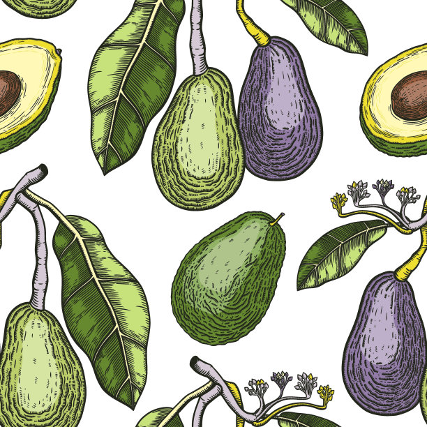 平面牛油果树枝图纸背景图片下载