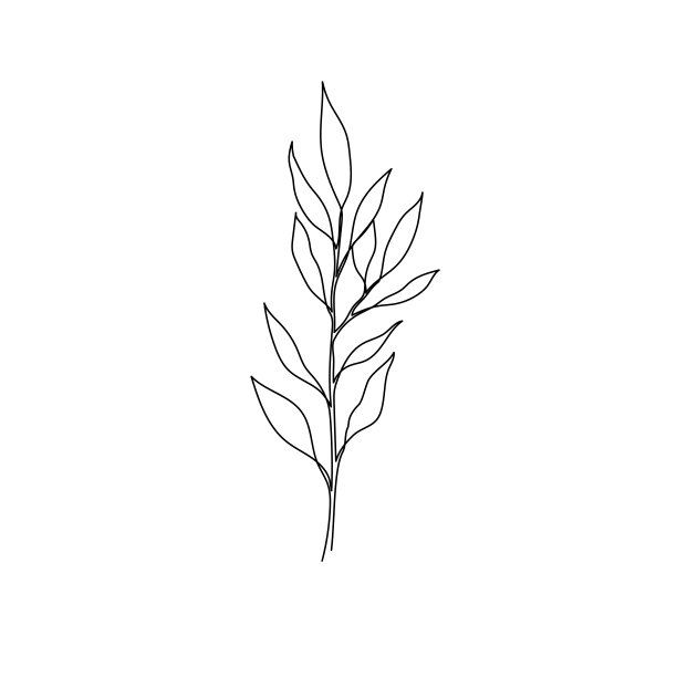 勾勒植物桉叶。一串串艺术装饰植物叶子。可编辑笔画桉树叶花卉元素。孤立的图片下载