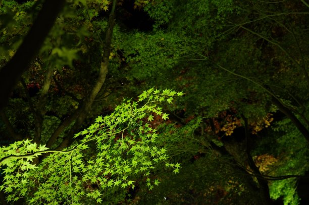 明亮的绿色森林的夜晚图片下载