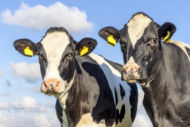 两头牛的头并排在一起，温柔的肖像两头牛在一起，有梦幻的眼睛，黑白配上浑浊的蓝天背景图片下载