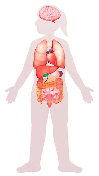 女性内脏图片下载