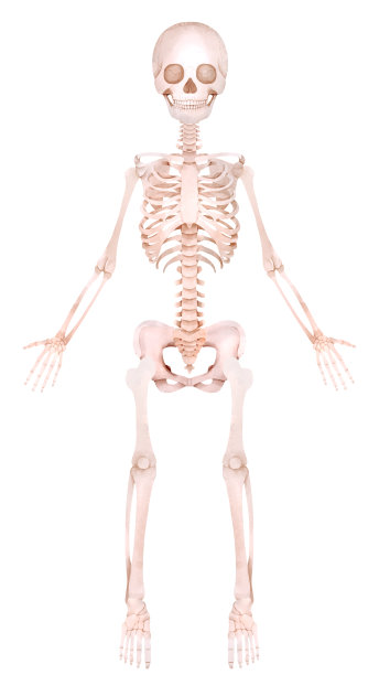 人体全身骨架图片下载