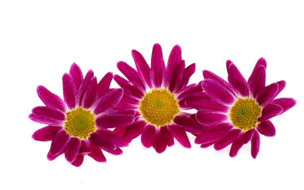 菊花孤立图片下载