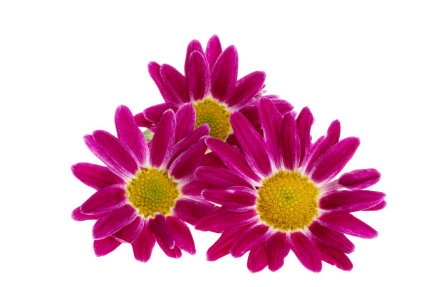 菊花孤立图片下载