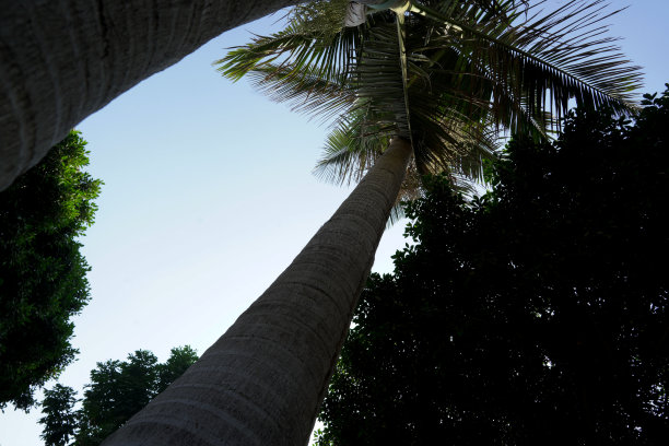 棕榈树图片下载