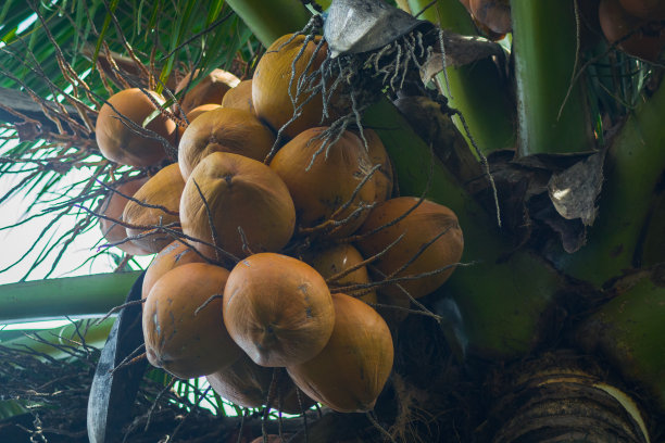 棕熟老椰子图片下载