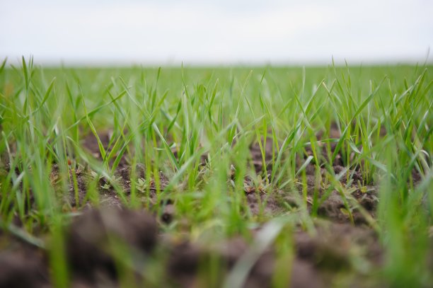 刚在土壤中发芽的大麦或小麦的嫩芽，在长满庄稼的田野上冉冉升起。图片下载