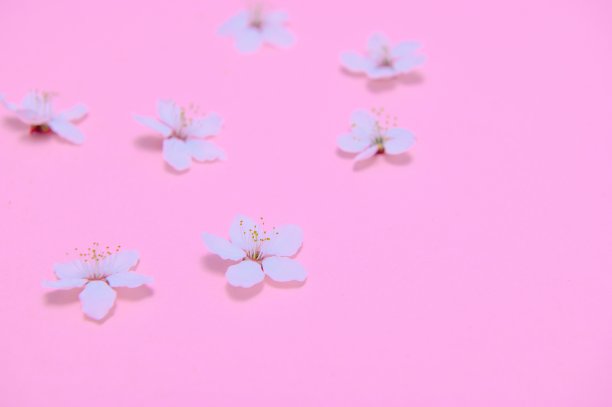 Spring背景表。五月的花和四月的花自然就绿了。旗帜，树枝开花樱桃对背景。梦幻浪漫形象，山水全景，复制空间图片下载