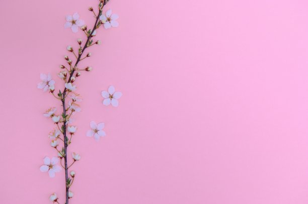 Spring背景表。五月的花和四月的花自然就绿了。旗帜，树枝开花樱桃对背景。梦幻浪漫形象，山水全景，复制空间图片下载