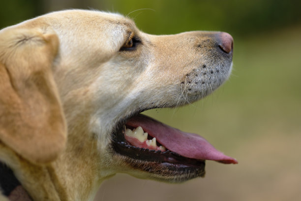 近距离的拉布拉多寻回犬的脸在侧面图片下载