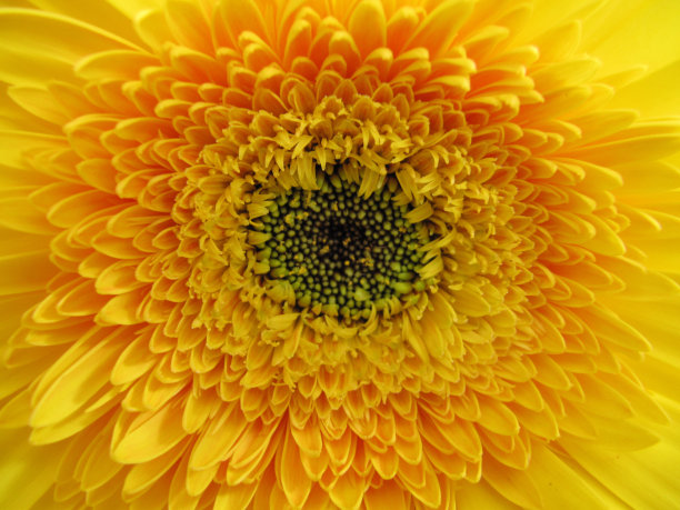 黄橙色芽大非洲菊图片下载