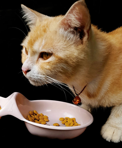 黑色背景下吃东西的橙色猫图片下载