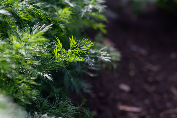 花园花坛上的小茴香。绿色多汁的嫩莳萝。宏。图片下载