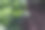 花园花坛上的小茴香。绿色多汁的嫩莳萝。宏。图片下载