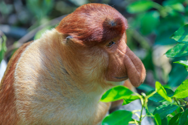 长鼻猴或鼻幼虫素材图片