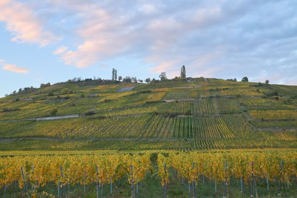 法国阿尔萨斯山上葡萄园的美丽照片图片下载