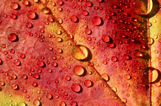 秋天色彩鲜艳的树叶与水滴图片下载