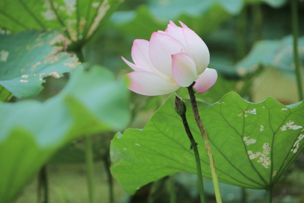 池塘里荷花盛开的美丽照片图片下载