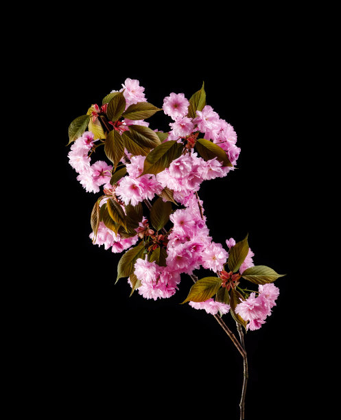 樱花，樱花花孤立在黑色的背景图片下载