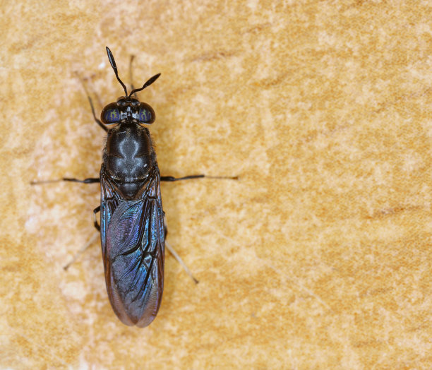 黑兵蝇物种黑兵蝇在高清晰度与极端焦点。图片下载