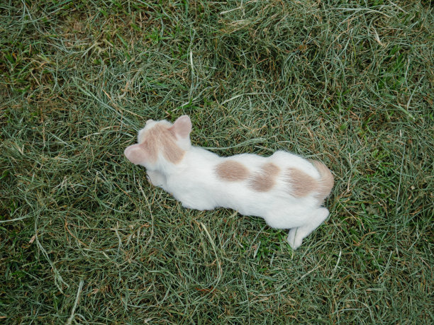 俯视图，可爱的小白猫与橙色奶油图案。躺在绿色的草坪上凝视前方图片下载