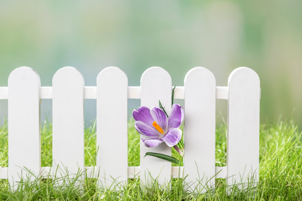 春草和木栅栏与番红花在绿色散焦背景图片下载