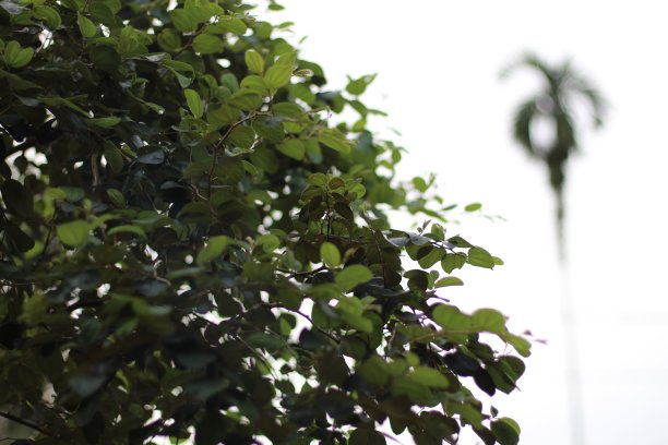 观赏植物图片下载