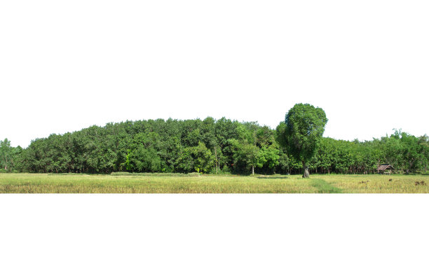 白色背景上隔离的高清晰度树线视图图片下载