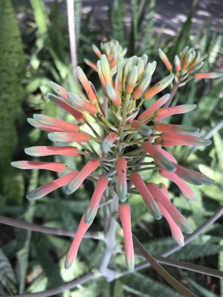 芦荟植物和花图片下载