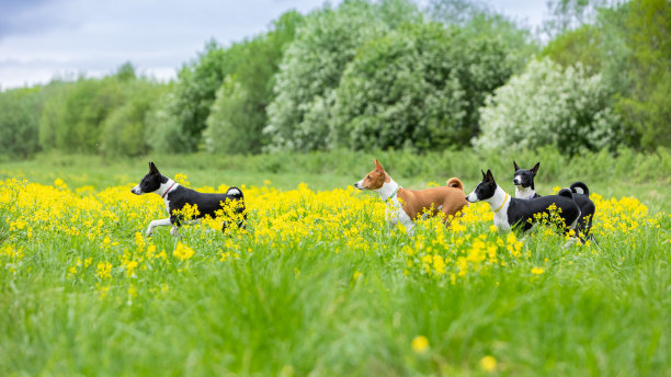 Basenji品种的狗在有黄花的绿色田野上奔跑。图片下载