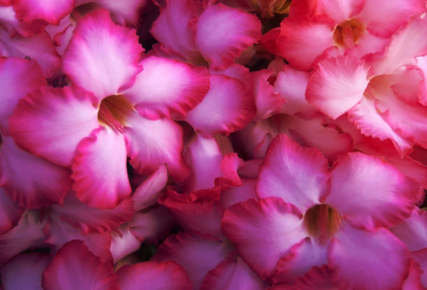 粉红花，肥茄树，沙漠玫瑰，黑斑羚百合图片下载