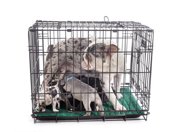 法国斗牛犬和小狗在工作室图片下载