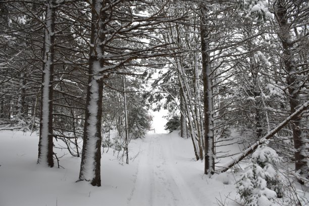 En forêt图片下载