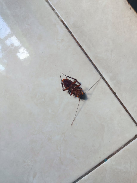 死蟑螂图片下载